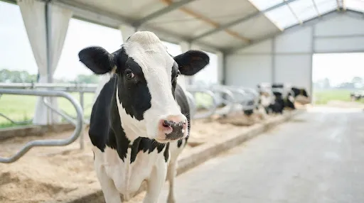 Vacas lecheras