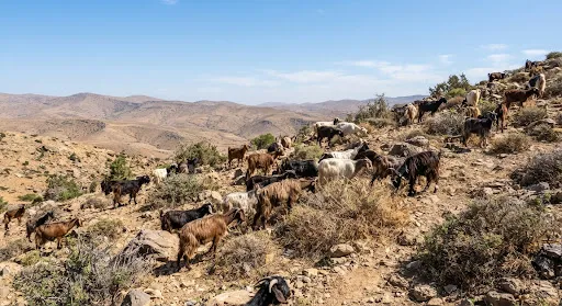 Cabras